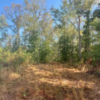 107 acres Fred Bacot Road images 5