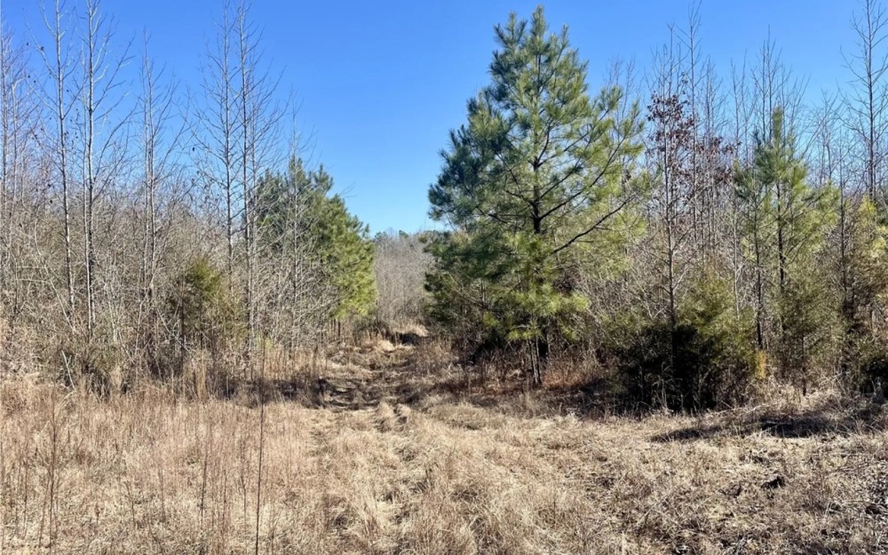 88 Acres in Choctaw County in Ackerman MS featured image