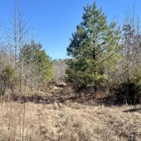 88 Acres in Choctaw County in Ackerman MS