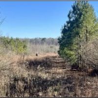 88 Acres in Choctaw County in Ackerman MS images 2