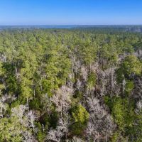 10.14 acres of Residential Timberland For Sale in Pamlico County NC images 4