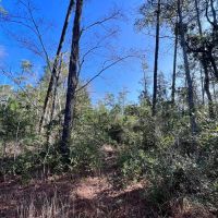 10.14 acres of Residential Timberland For Sale in Pamlico County NC images 5