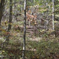 Tract 3 - 26.07 Acre Lot On Ambler School Road images 4
