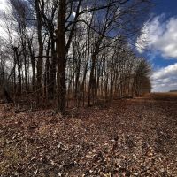 30 Acres Woods - Henry County IN images 2
