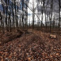30 Acres Woods - Henry County IN images 5