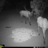 Wichita Mountains 320 images 2