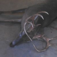 Hunting Lease in South Arkansas