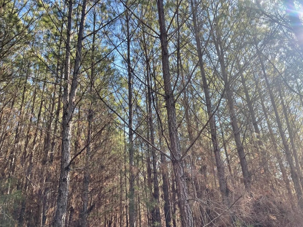 Winston County AL 118 Acre Timber and Recreational Tract featured image