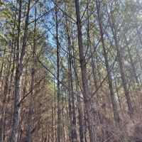 Winston County AL 118 Acre Timber and Recreational Tract