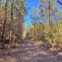 Winston County AL 118 Acre Timber and Recreational Tract images 4