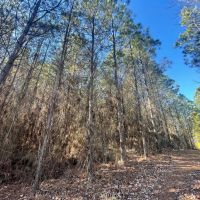 Winston County AL 118 Acre Timber and Recreational Tract images 5