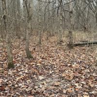 LAND FOR SALE - 148 - ACRES - MIXED HABITAT- RECREATIONAL - INDIANA - SCOTT COUNTY images 5