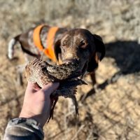 Pechin Ranch 360