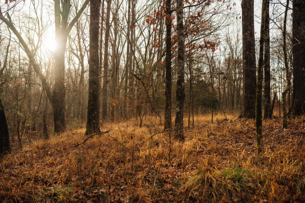 238 Acres in Yazoo County MS featured image