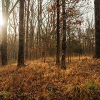 238 Acres in Yazoo County MS