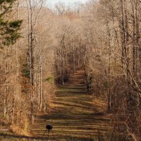 238 Acres in Yazoo County MS images 4