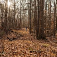 238 Acres in Yazoo County MS images 5