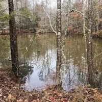 50 Acres in Holmes County in Goodman MS images 3
