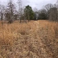 50 Acres in Holmes County in Goodman MS images 4