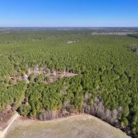 162.7 acres of Recreational Timberland For Sale in Northampton County NC images 3