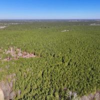 162.7 acres of Recreational Timberland For Sale in Northampton County NC images 4
