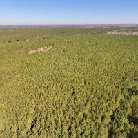 162.7 acres of Recreational Timberland For Sale in Northampton County NC images 5