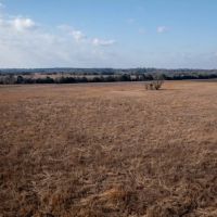 Lowndes County - 238 Acre - Prairie Paradise
