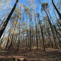 11.8 Acres in Choctaw County MS images 2