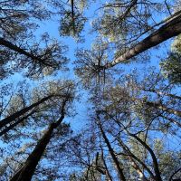 11.8 Acres in Choctaw County MS images 4