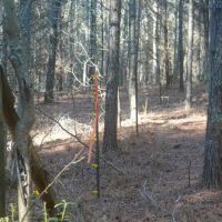 11.8 Acres in Choctaw County MS images 5