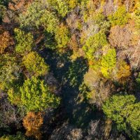 47.14 Acre Hunting Recreational Tract with Possible Homesite for Sale Pike County images 3