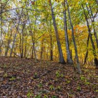 47.14 Acre Hunting Recreational Tract with Possible Homesite for Sale Pike County images 5