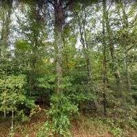 14.058 Acres - Unrestricted - Tazewell County VA images 3