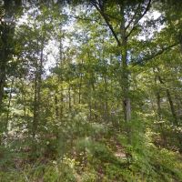14.058 Acres - Unrestricted - Tazewell County VA images 5