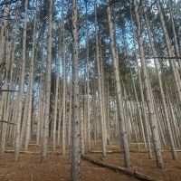 Truly a One of a Kind Hunting Parcel Marquette County WI images 3