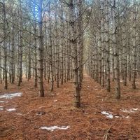 Truly a One of a Kind Hunting Parcel Marquette County WI images 5