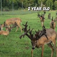 Relentless Whitetails Hunting Preserve images 3