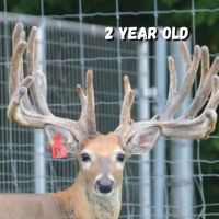 Relentless Whitetails Hunting Preserve images 5