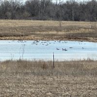 146 Acre Property with Pond Tillable Barn for Sale - Bourbon County images 3