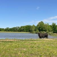 Shady Grove 90 Acres images 3