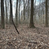 23 Acres In Poland images 4