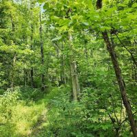 87 Acres Switzerland County images 5