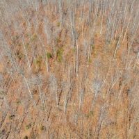 7.52 wooded acres located in Smith County Tennessee images 5