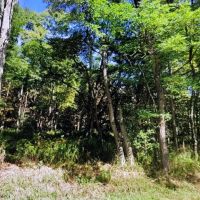 12.6 acre Land for Sale with Power Richland NY