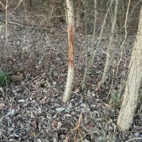 Land For Sale in Spencer County 60 Acres - images 3