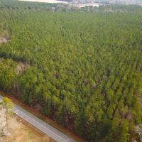 37 acres of Timber Land for Sale in Southampton County VA images 3