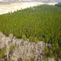 37 acres of Timber Land for Sale in Southampton County VA images 4