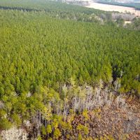 37 acres of Timber Land for Sale in Southampton County VA images 5