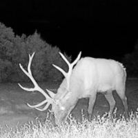 4th season DIY elk hunt unit 85 colorado
