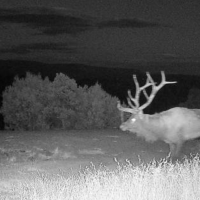 Big boy 